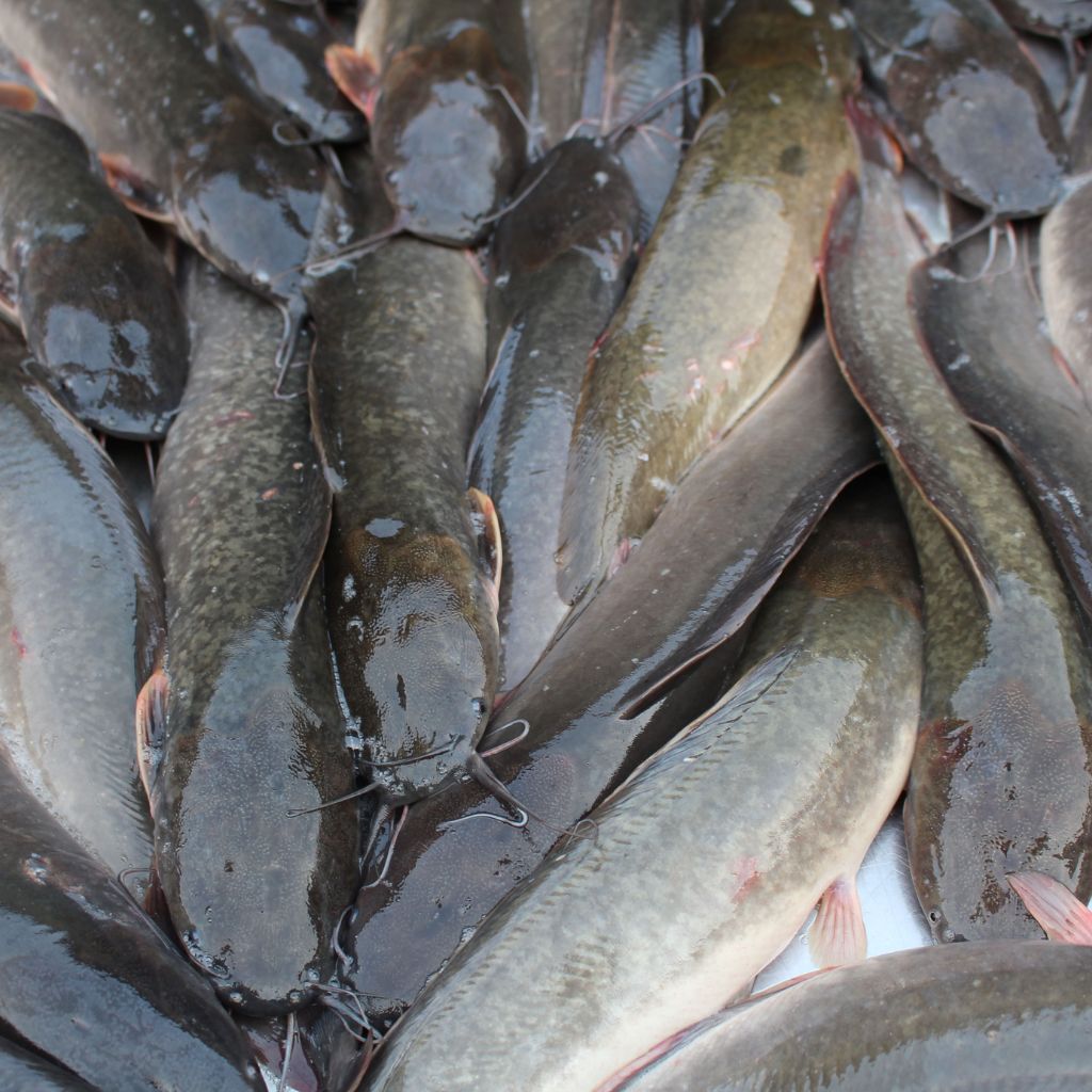 boto farms catfish